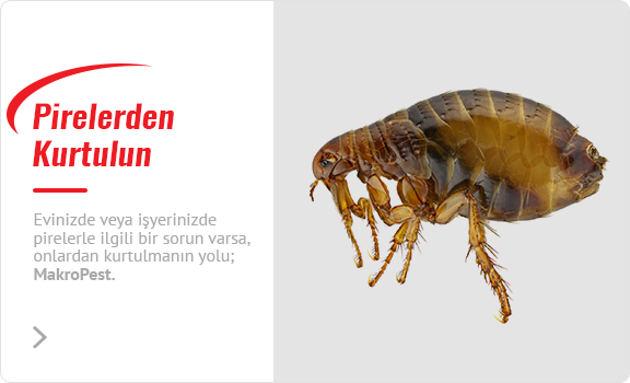 Pirelerden Kurtulun
