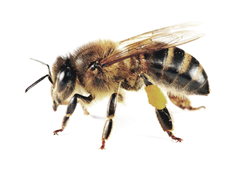 Arı ilaçlama