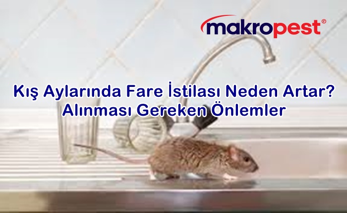 Kış Aylarında Fare İstilası Neden Artar? Alınması Gereken Önlemler