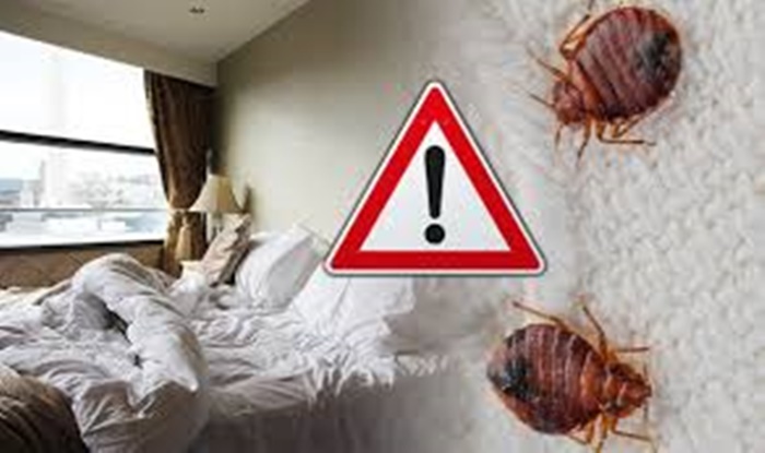 Tahta Kurusu Isırıkları Müşterilerinizi Kaçırmasın