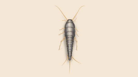 Gümüşçün böceği ilaçlama hizmeti